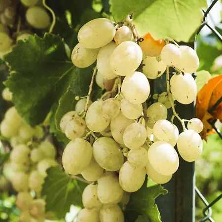 Il Segreto Dei Viaggiatori - Kiev *